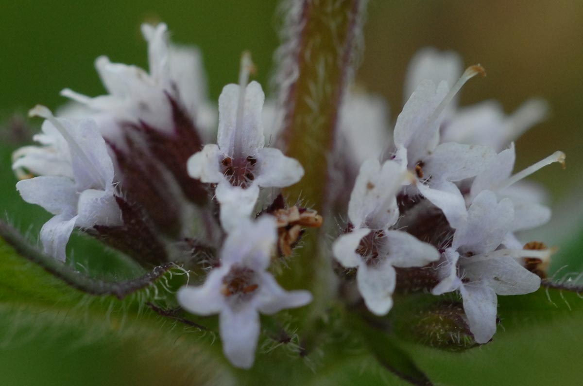 Blüten